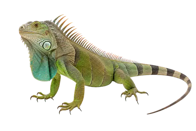 Iguana Crest motif