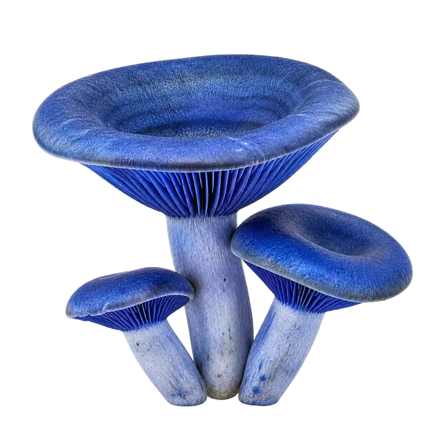 Indigo Milkcap motif