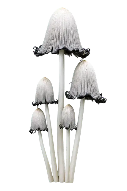 Ink Cap motif