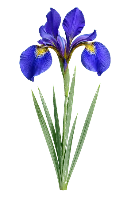 Blue Iris Bloom motif