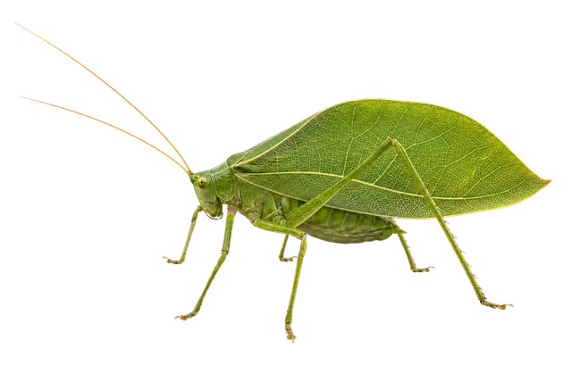 Katydid Leaf Wing motif