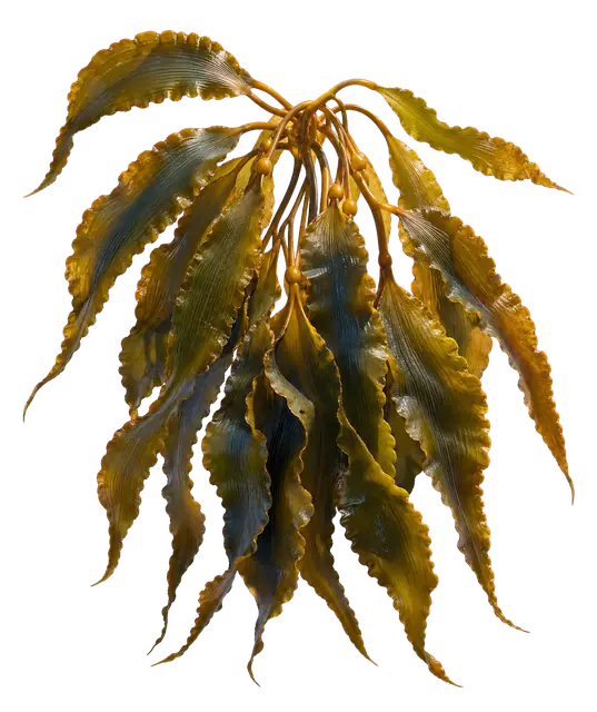 Kelp Forest motif