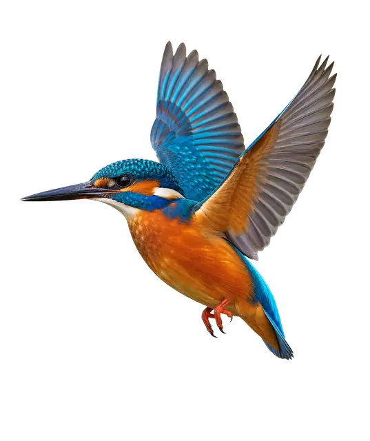 Kingfisher Plumage motif