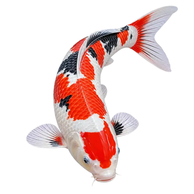 Koi Fish Scales motif