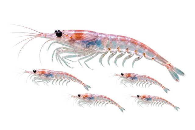 Krill motif