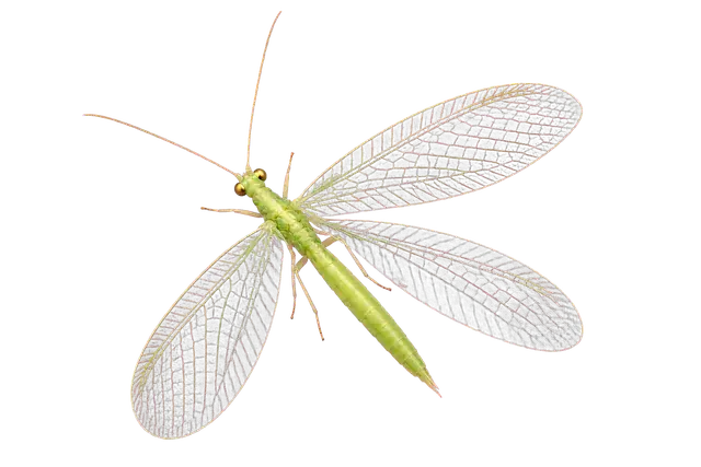 Lacewing motif