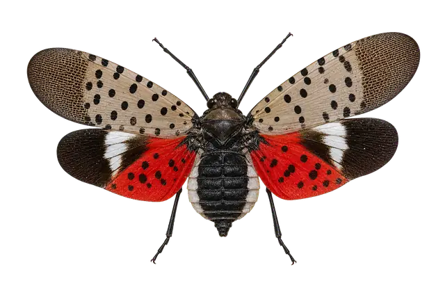 Lanternfly Wings motif