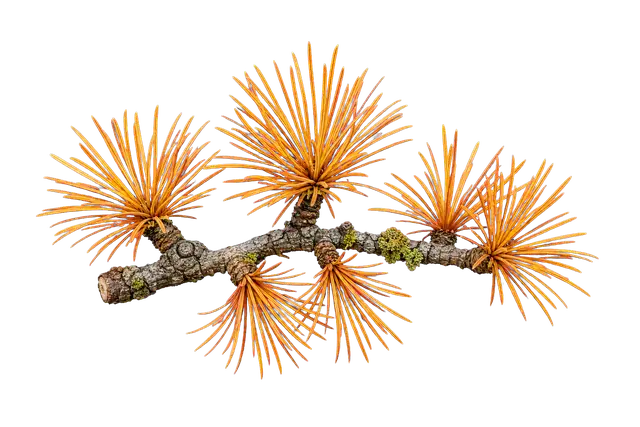 Larch motif