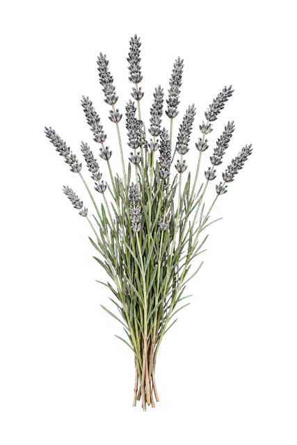 Lavender Sprigs motif