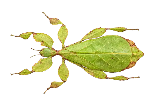 Leaf Insect motif