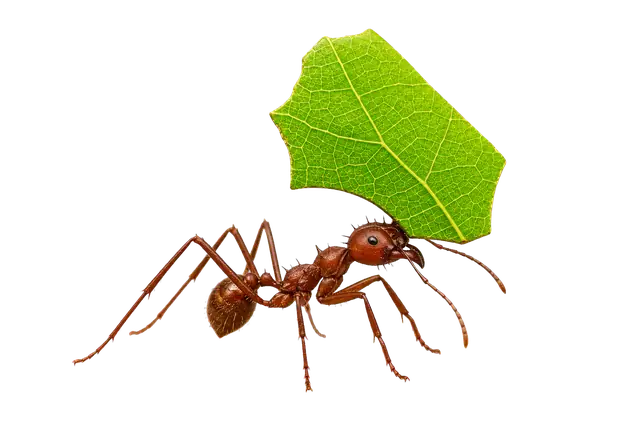 Leafcutter Ant motif