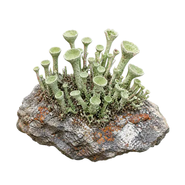 Lichen Cup motif