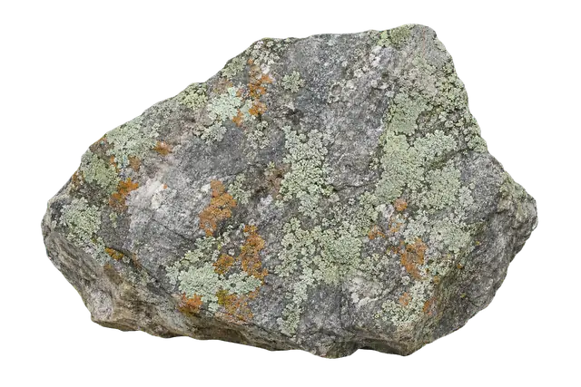Lichen on Stone motif