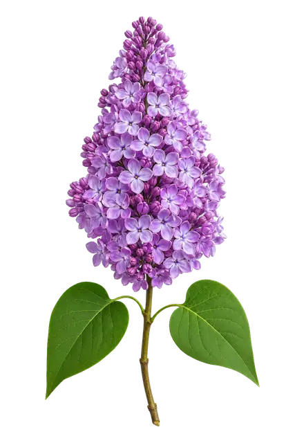 Lilac Panicle motif
