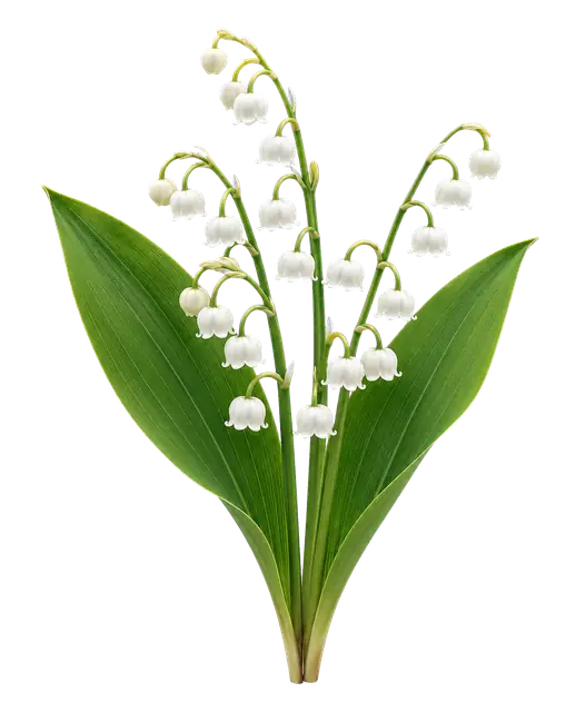 Lily of the Valley Bells motif