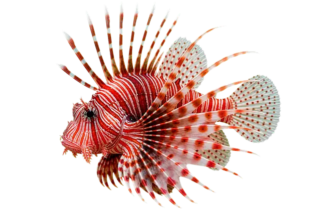 Lionfish Fins motif