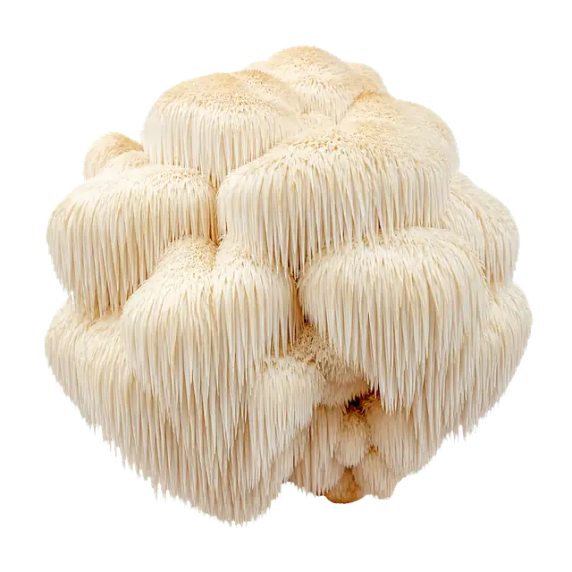 Lions Mane motif