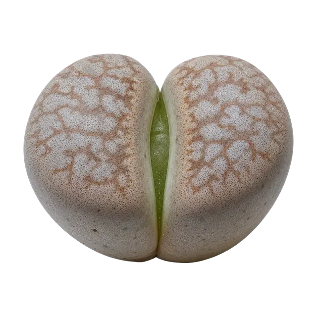 Lithops motif