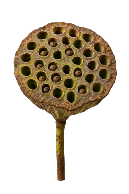 Lotus Seedpod motif
