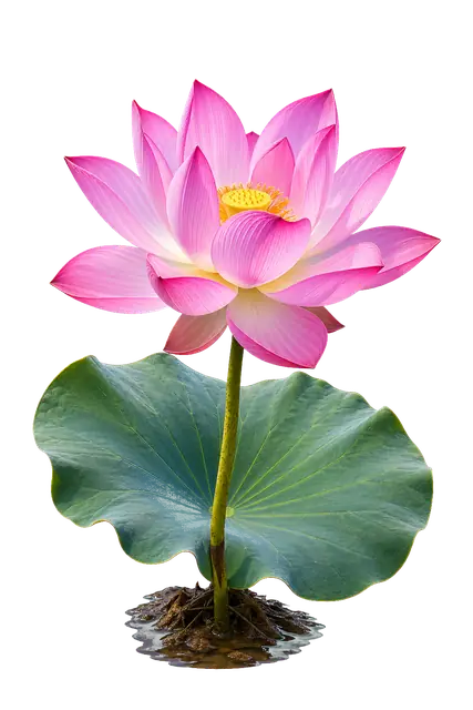 Pink Lotus Bloom motif
