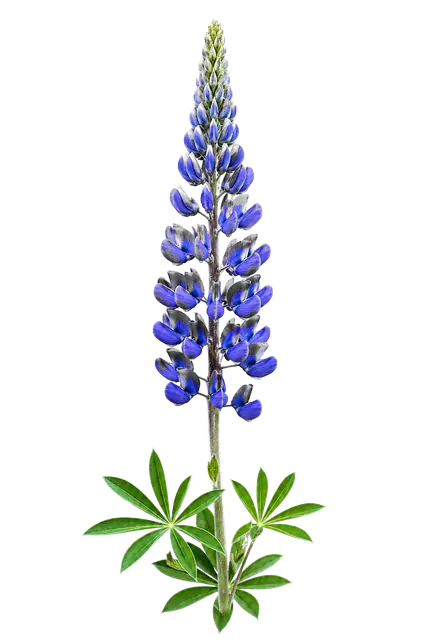 Lupine motif