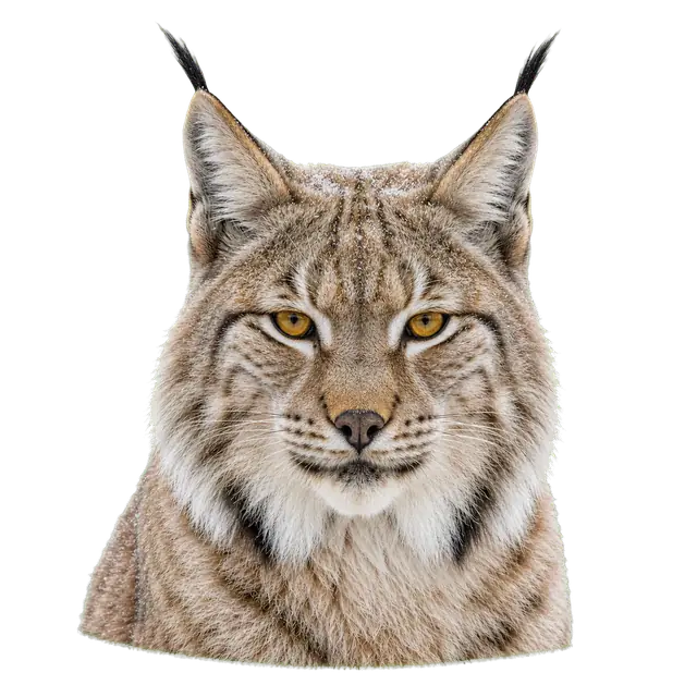 Lynx motif