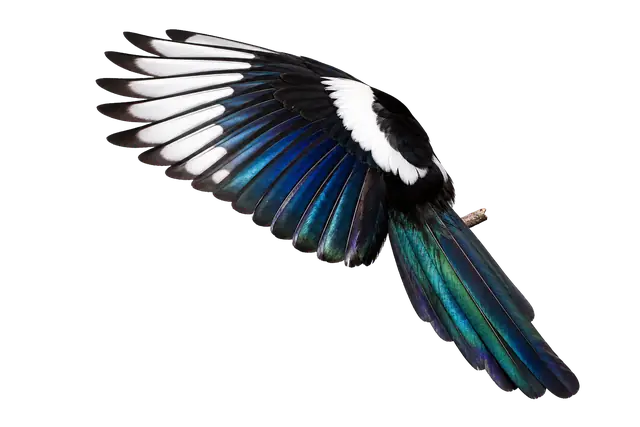 Magpie Iridescence motif