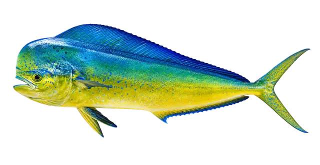 Mahi Mahi motif