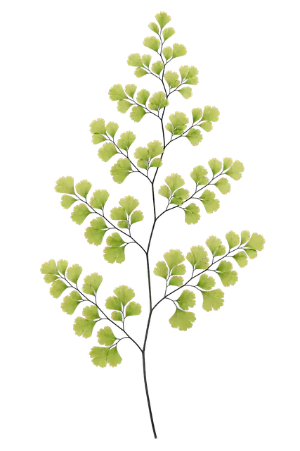 Maidenhair Fern motif