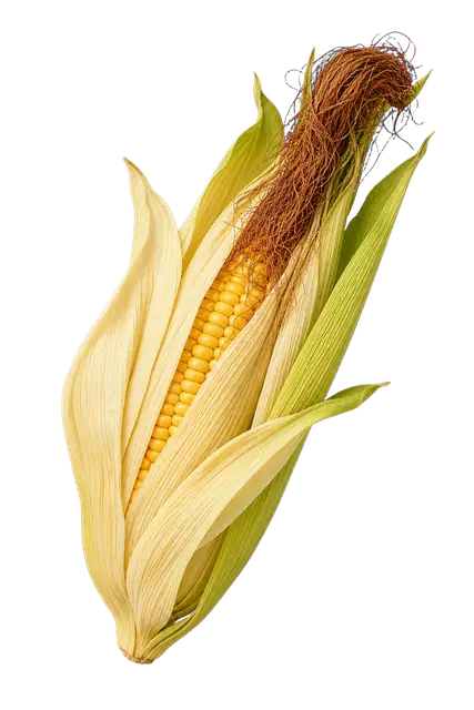 Maize Husk motif