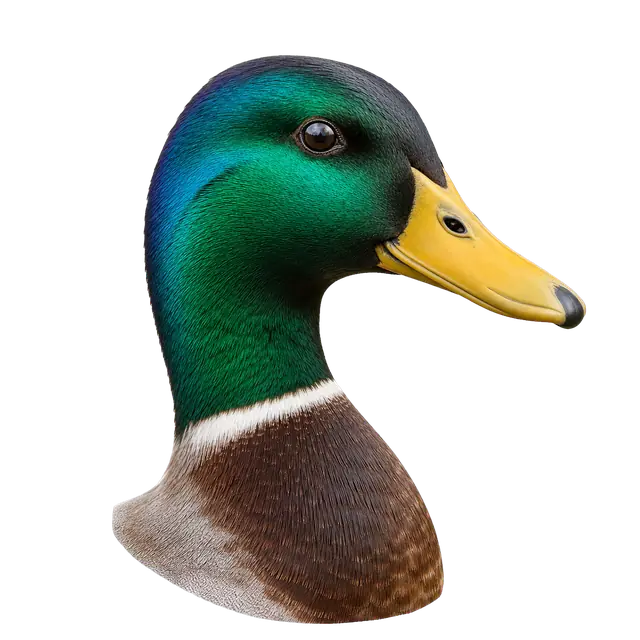 Mallard Head motif