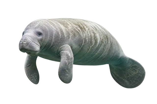 Manatee motif
