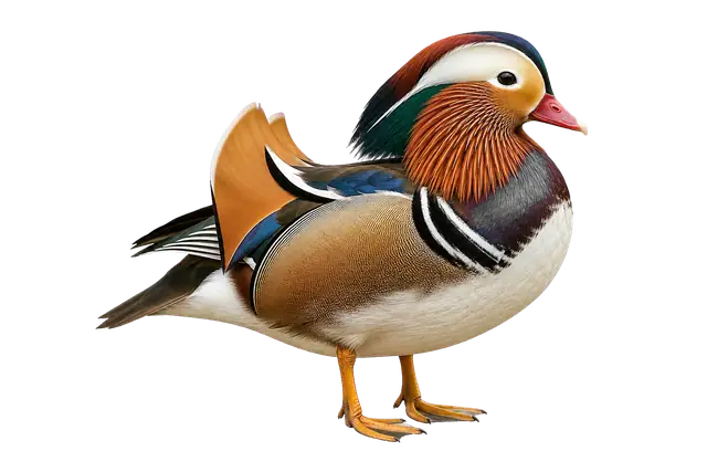 Mandarin Duck motif