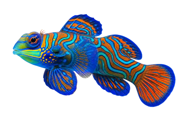 Mandarin Fish motif