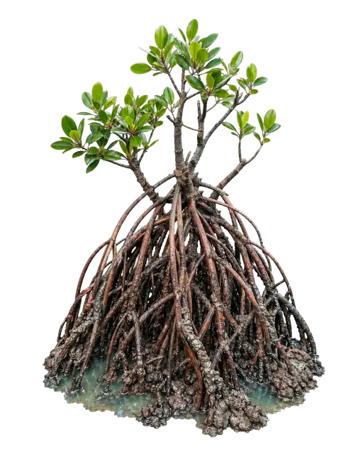 Mangrove motif