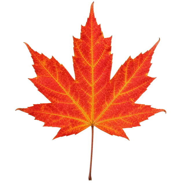 Maple Leaf motif