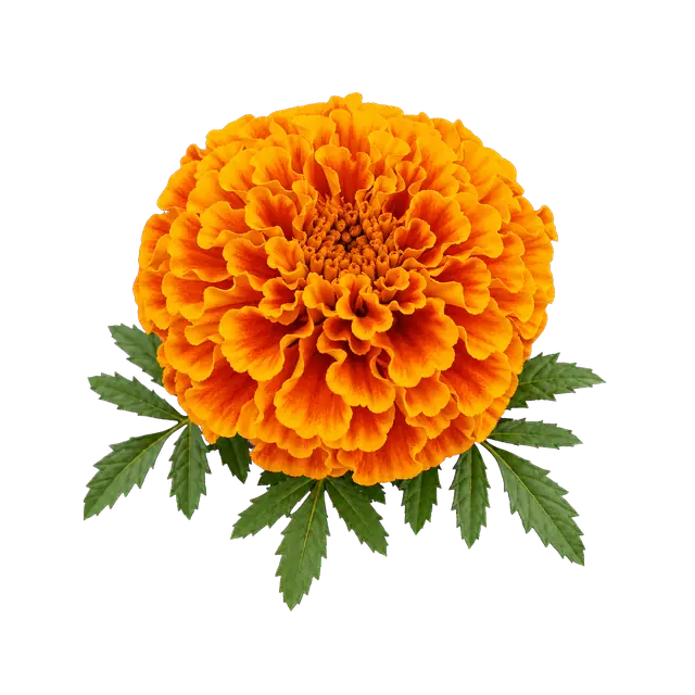 Marigold motif