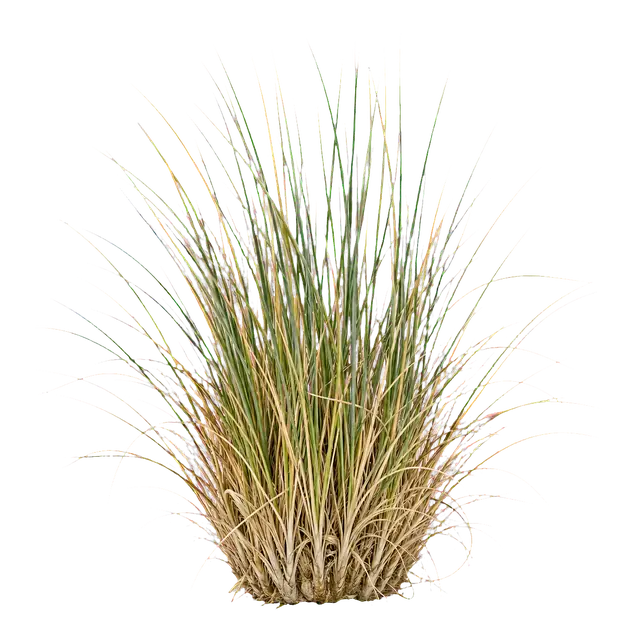 Marram Grass motif