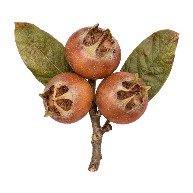 Medlar Fruit motif