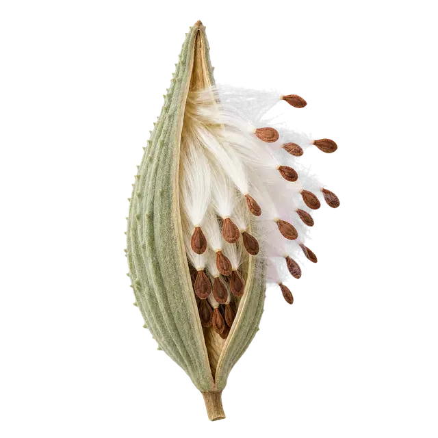 Milkweed Pod motif