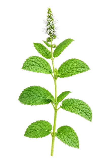 Mint Sprig motif
