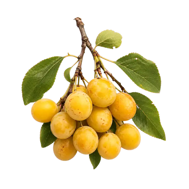 Mirabelle Plum motif