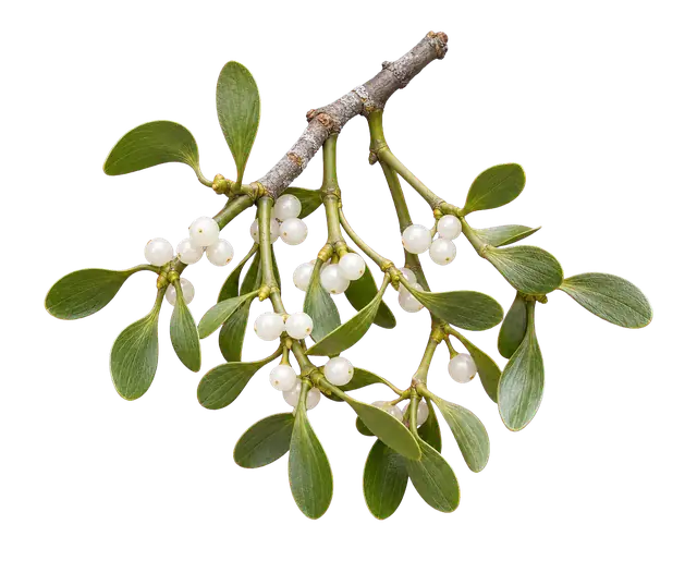 Mistletoe motif