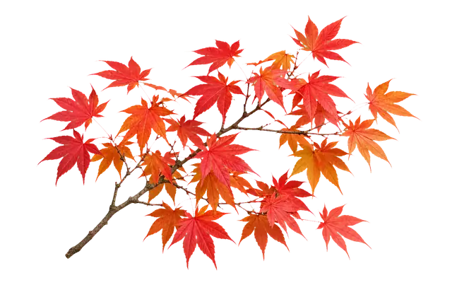 紅葉 / Japanese Autumn Maple motif