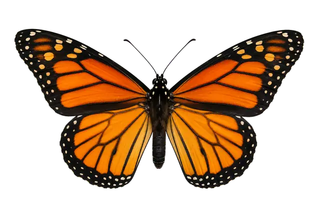 Monarch Butterfly Wing motif