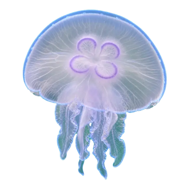 Moon Jelly motif