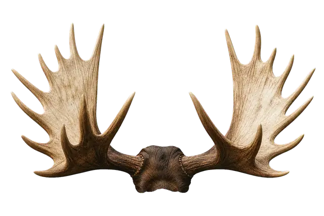 Moose Antler motif
