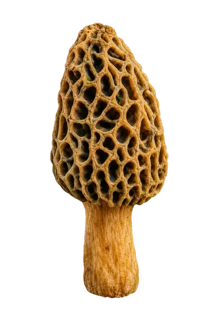 Morel Mushroom motif