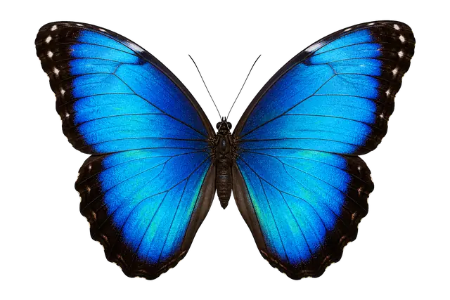 Morpho Butterfly motif