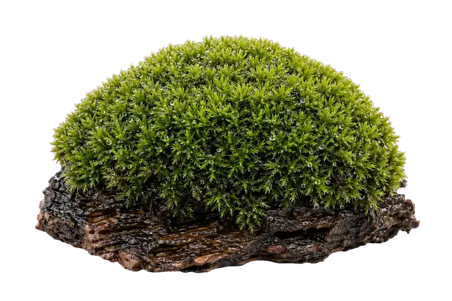 Moss Cushion motif